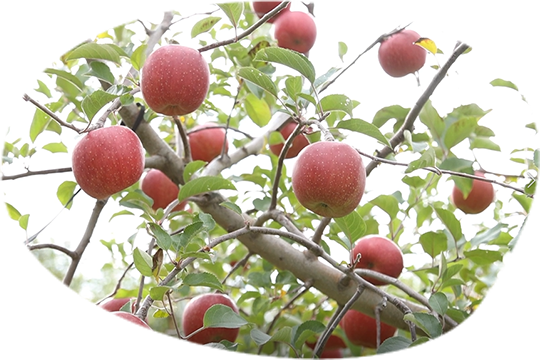 青森県産アップルスナック 青森県産アップルスナック